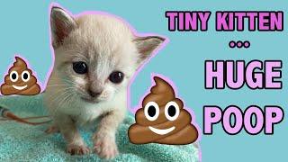 Tiny Constipated Kitten Gets an Enema...and Has a HUGE POOP!