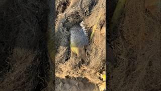 Best fish searching video #shorts