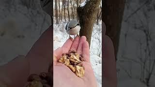 Поползень ошибся орешком / The nuthatch took the wrong nut