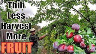 How To Support Fruit Tree Branches So You Can Double Your Harvest!