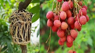 A great way to propagate your lychee tree by air layering!