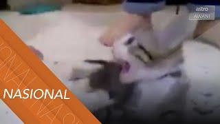 Polis siasat tiga wanita pijak anak kucing sampai mati