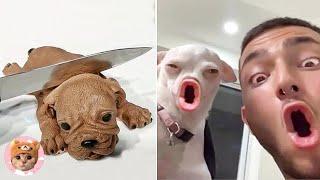 Try Not To Laugh Watching Funny Animals Compilation || Pet Galaxy