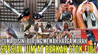  PROMO JUMAT BERKAH ! CUMA DISINI BURUNG MEWAH HARGA MURAH STOK MELIMPAH 0838-7553-6945