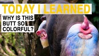 TIL: Why Do These Monkeys Have Big, Colorful Butts? | Today I Learned