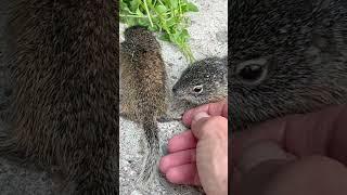 Baby Squirrels