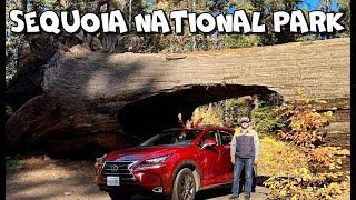 ПОЕЗДКА В SEQUOIA NATIONAL PARK / НОЯБРЬ 2023