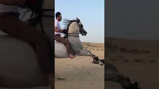 Horse riding [Arabian horse]