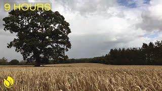 Wind blowing through an Oak tree in a Golden field of Wheat / Storm Ellen Aug 2020: Ambient Noise