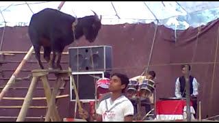 Amazing Goat show at Indian Circus I Sikkim Circus I Golitar Mela