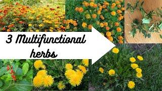 3 Multifunctional herbs for health and medical benefits