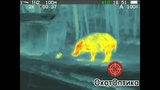 Охота на  с тепловизором #venox patriot 640 LRF v2. #boar #boarhunting #nighthunter