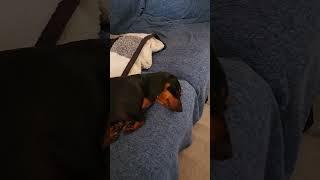 Does your therapist have a tail and flop ears? #miniaturedachshund #adorable #foryou