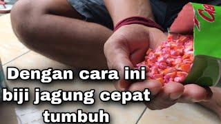 [TUTORIAL] CARA TANAM JAGUNG MANIS DARI BIJI