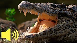 What does a Crocodile sound like? (Reptile Sounds) - Animal Sounds