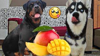 Rottweiler And Husky Fight For Mango || Dog Can talk part 31 || Roxy || Cheeni || Review reloaded