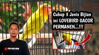 Rawatan Burung Lovebird Agar GACOR dan NGEKEK Panjang