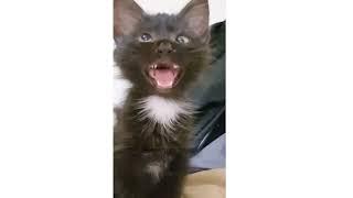 Cross Eyed Cat Meme | Viral Cat Saying Huh Meme New Black Kitten Meme Cat Haan Meme Orginal Video