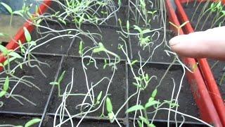SAKIN BU HATALARI YAPMAYIN I fide üretimi nasıl yapılır #domatesfidesi #biber #patlıcan