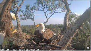 NEFL Eagles ~ Mating Attempt! Busy Morning Gabby & 24E1 Bring In 5 Sticks & 2 Clumps Of Moss 9.30.24