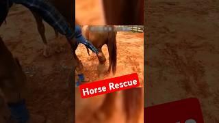 Vet's Quick Thinking Saves Swollen Hoof  #rescue #horse