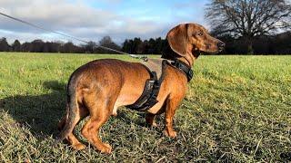 Mini dachshund sees deer for the first time