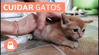 Cómo cuidar un GATO CACHORRO