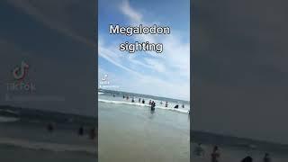 Megalodon sighting