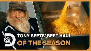 Tony Beets Weighs In His BEST Haul Of The Season At $440,000! | Gold Rush