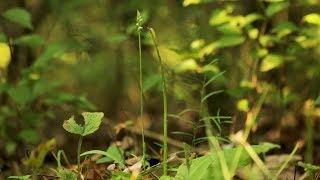 In Search of a Parasitic Orchid