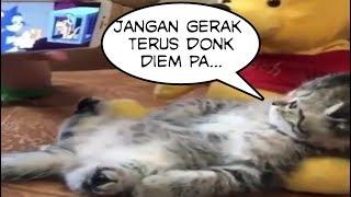 Diem dong paa !! Cat lovers pasti gemess