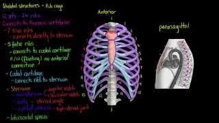 Skeletal Structures- The Rib Cage