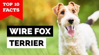 Wire Fox Terrier - Top 10 Facts