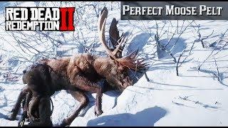 Where To Find A Moose - Red Dead Redemption 2 Perfect Pelt Location Guide (RDR2)