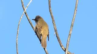 Great Reed Warbler | Очеретянка велика