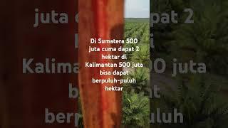 Sawit Sumatera vs sawit kalimantan