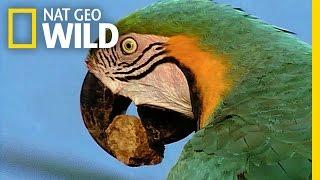 Parrots Unusual Eating Habit | Peru's Wild Kingdom