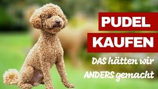 Pudel kaufen - DAS hätten wir nach 1,5 Jahren anders gemacht, wenn wir neu anfangen würden