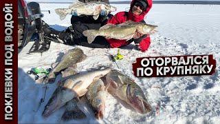 С одной лунки КУЧА ОГРОМНЫХ СУДАКОВ / КАК КЛЮЮТ ГИГАНТЫ ПОД ВОДОЙ!