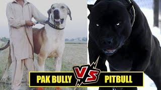 Pakistani Bully Vs Pitbull Fight || Pakistani Bully Vs Pitbull Fight In Punjab ? Sahil Berwer