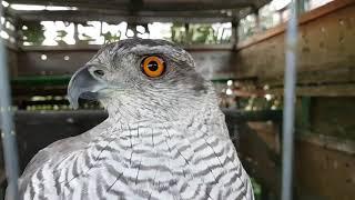 Смешной Ястреб-тетеревятник. Funny goshawk.