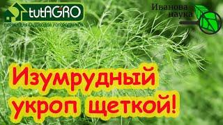 ТРИ СЕКРЕТА ПУШИСТОГО УКРОПА! Всходят щёткой даже старые семена.