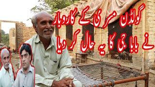 Poultry farming in Pakistan golden misri hen farming in pakistan I best opinion for new farmers