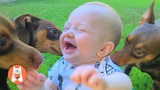 Videos Graciosos de Perros y Bebés  Bebés y Cachorros Creciendo Juntos #4 | Espanol Funniest Videos
