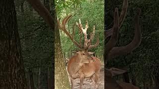 A gemenci bika. #gemencipillanatok #wildlife_of_gemenc #deerlife