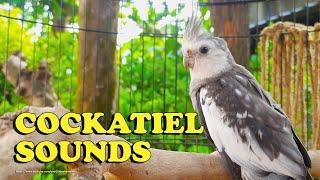 Cockatiel Sounds - Nono The Male White-Faced Cockatiel