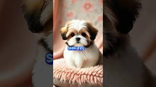 The 10 Tiniest Dog Breeds You’ll Want to Cuddle! #top10animals  #shorts