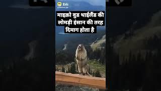 TikTok Funny meme|| Green screen meme for frustration|| micro wood fox  in angry mod tiktok khaby 