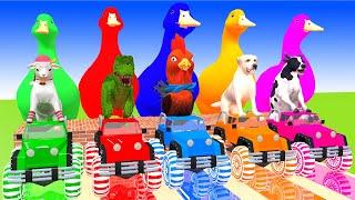 5 Giant Duck Cartoon,Tiger,Cow,Zebra,Kangaroo,Dog,Cat Wild Animals Crossing Fountain 2023