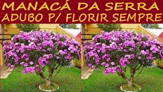 Manacá da Serra, tenha Flores o ano todo usando este Adubo!